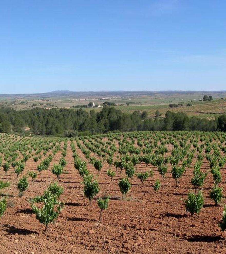 La plana de Utiel-Requena. Cultura del vino en la Meseta