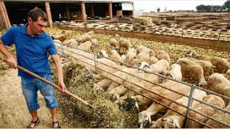 Un dels ramats d&#039;ovelles de l&#039;empresa de Mas Marcè, de Siurana d&#039;Empordà.