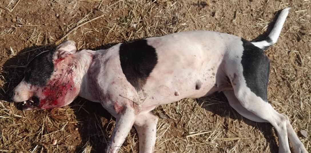 Estado en el que quedó el perro apaleado en Zamora.