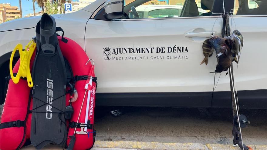 Sorprendido en Dénia un pescador furtivo que había capturado un mero, un sargo imperial y dos sargos