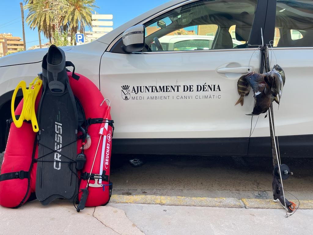 Sorprendido en Dénia un pescador furtivo que había capturado un mero, un sargo imperial y dos sargos