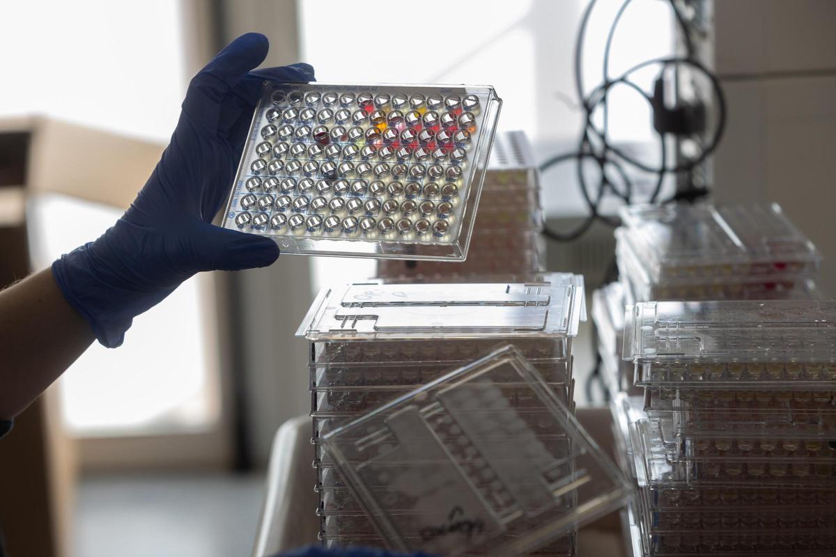 Investigación en virus y bacterias Investigación en virus y bacterias