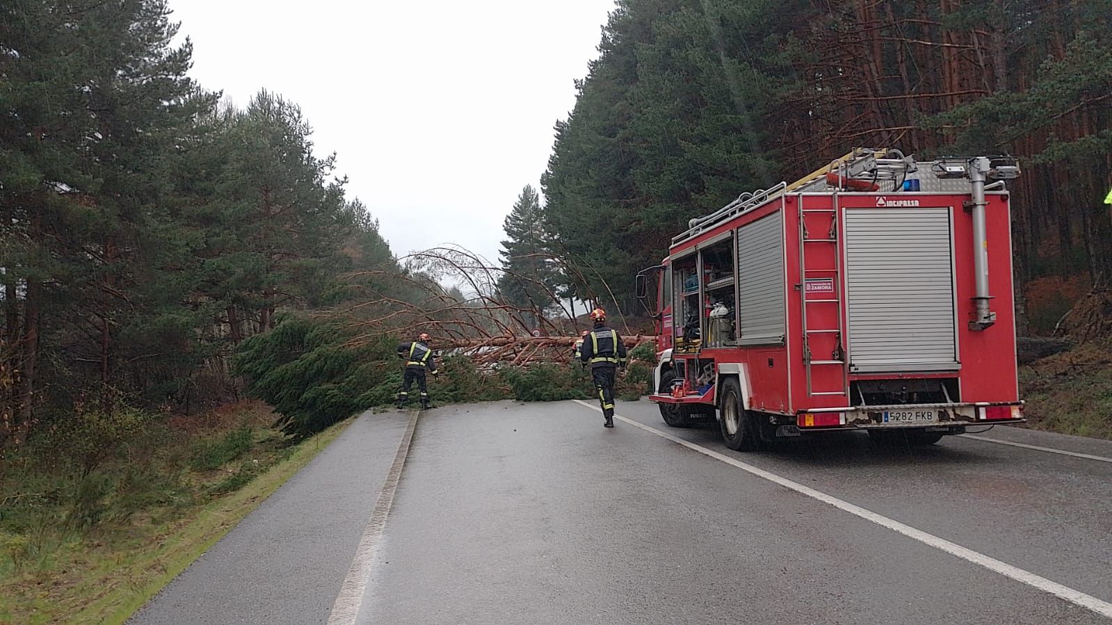 Los bomberos de Rionegro del Puente retiran un enorme pino sobre la N-525.