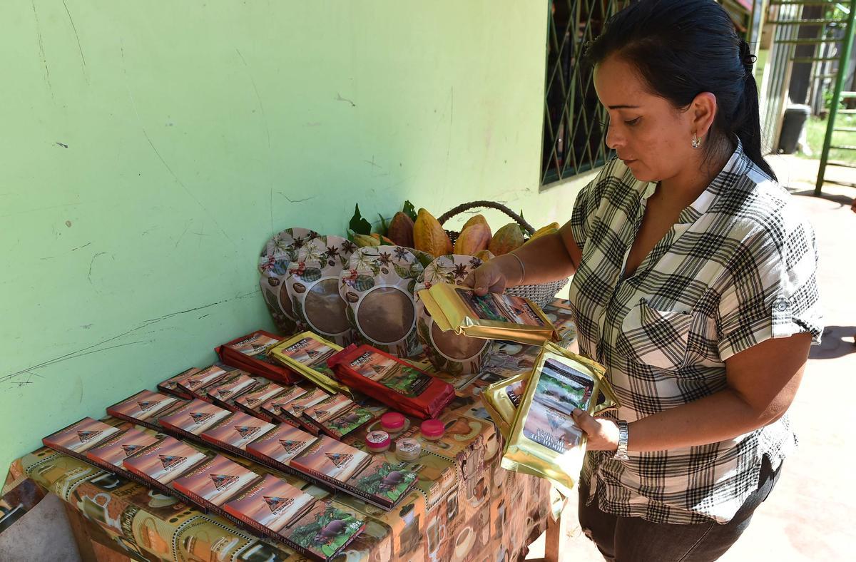 Desde hace diez años en Guerima, Colombia, los árboles de cacao reemplazan a los arbustos de coca en este departamento del tamaño de Guatemala, fronterizo con Venezuela. Está lejos de la bonanza que trajo el ingrediente principal de la cocaína, pero se ha convertido en una fuente estable de ingresos.