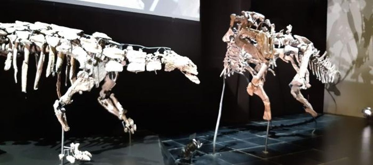 Dos de los esqueletos de dinosaurios que pueden verse en Dinópolis.