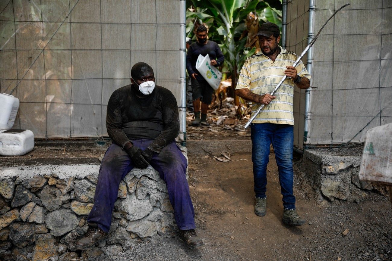 Agricultores recogen los plátanos de sus fincas llenas de ceniza del volcán en erupción en La Palma