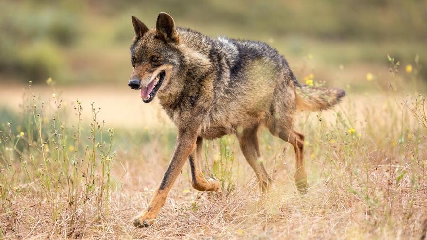 El Gobierno elabora bajo presión el informe decisivo sobre el futuro de la caza del lobo en España