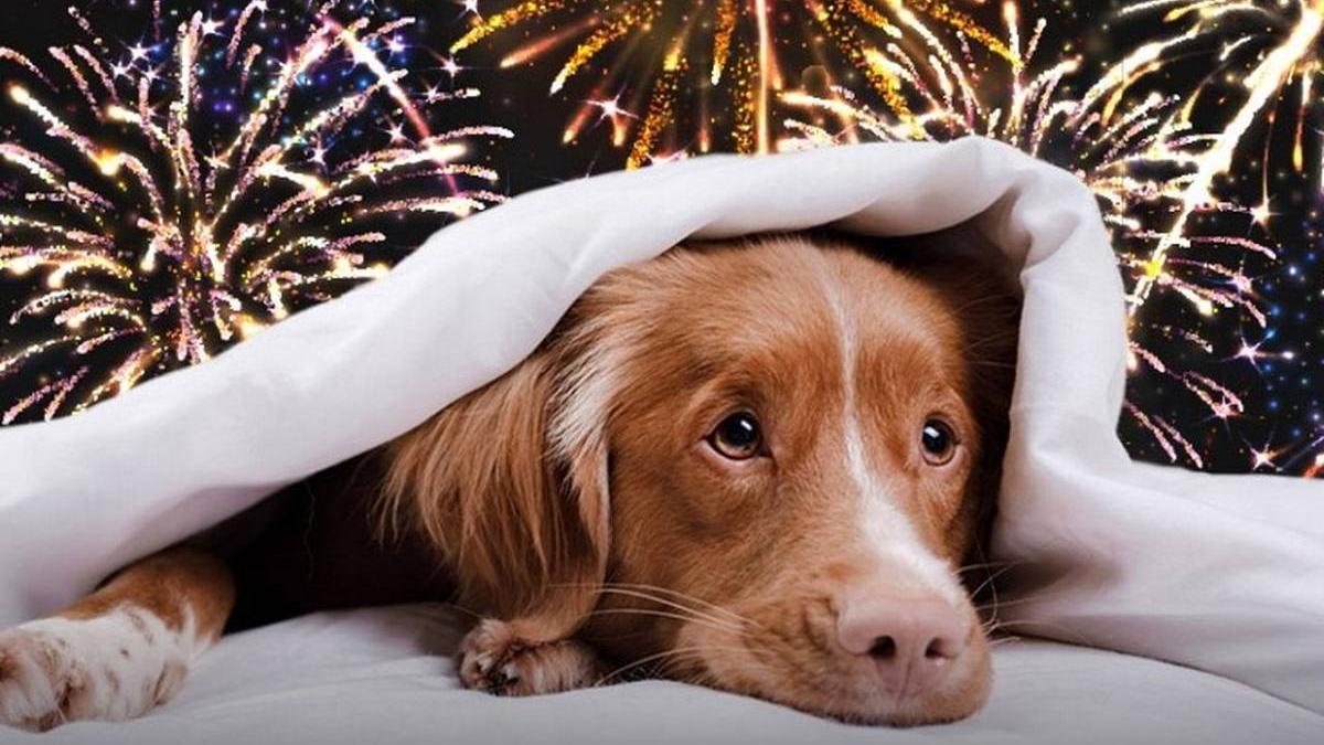 BUENOS AIRES PROHÍBE PIROTECNIA | Buenos Aires prohíbe los fuegos artificiales “audibles” en todo su territorio para proteger a personas y animales BUENOS AIRES PROHÍBE PIROTECNIA | Buenos Aires prohíbe los fuegos artificiales “audibles” en todo su territorio para proteger a personas y animales