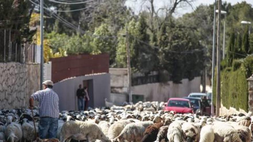 La Cañada Real de Petrer se llena de ovejas y cabras