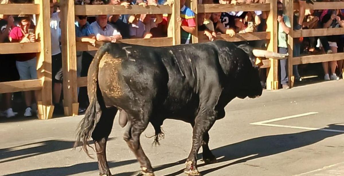 El primer toro de la suelta, en una calle del recorrido. | Cedida
