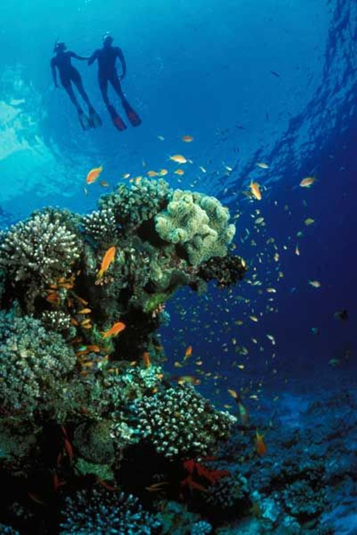 Una pareja disfruta de los corales practicando snorkel en el Mar Rojo.