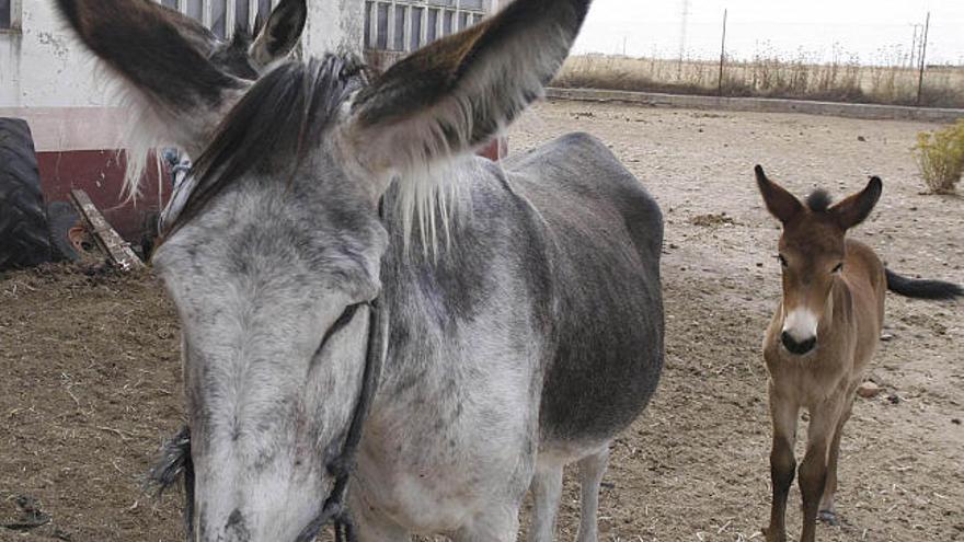 Una de las burras andaluzas y la cría de mula burreña que tuvo con un caballo.