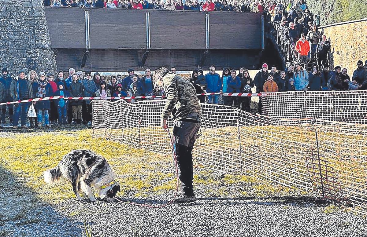 Demostración de caza de trufa con perros en la edición de 2023.