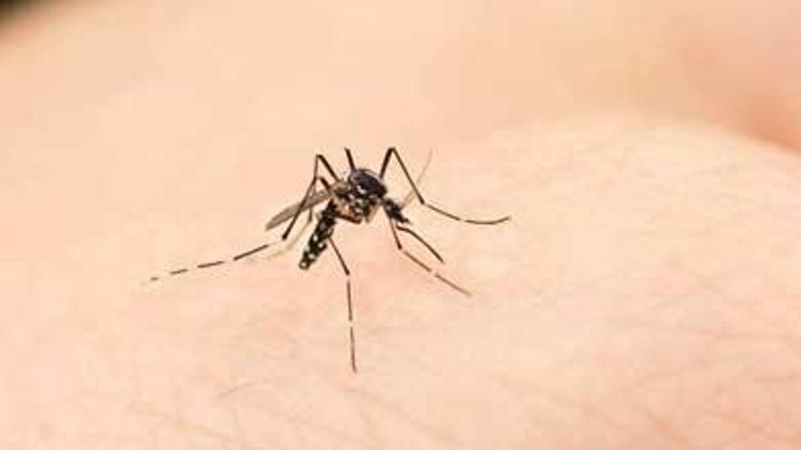 ¿A quién pican más los mosquitos?