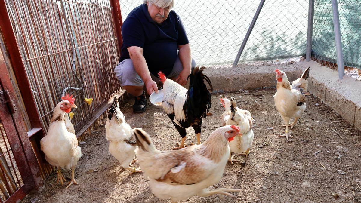 José Peñalver con un gallo y cinco gallinas murcianas