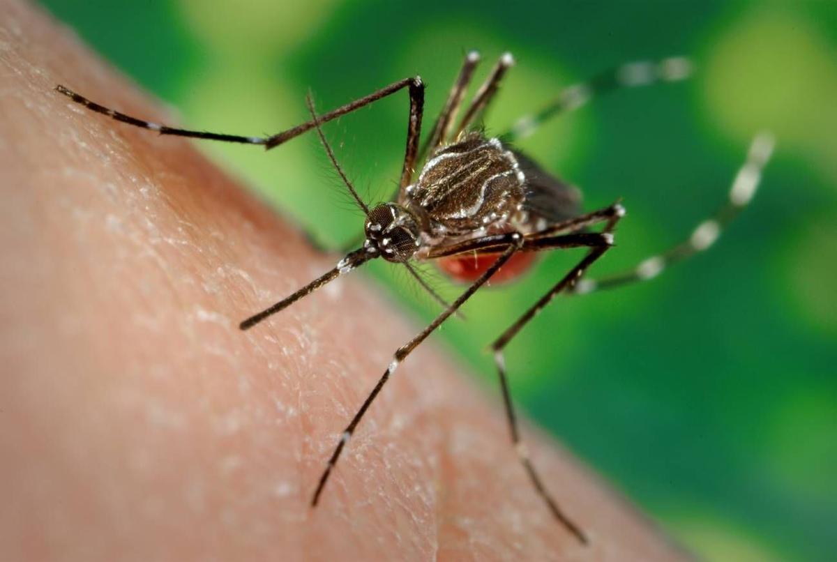 Ejemplar de 'Aedes aegypti', especie transmisora de enfermedades