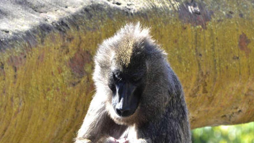 Descubre en abril especies extintas en la naturaleza o una cría de lémur única en España