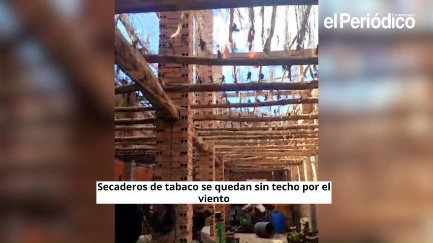 Vídeo | Secaderos de tabaco se quedan sin techo
