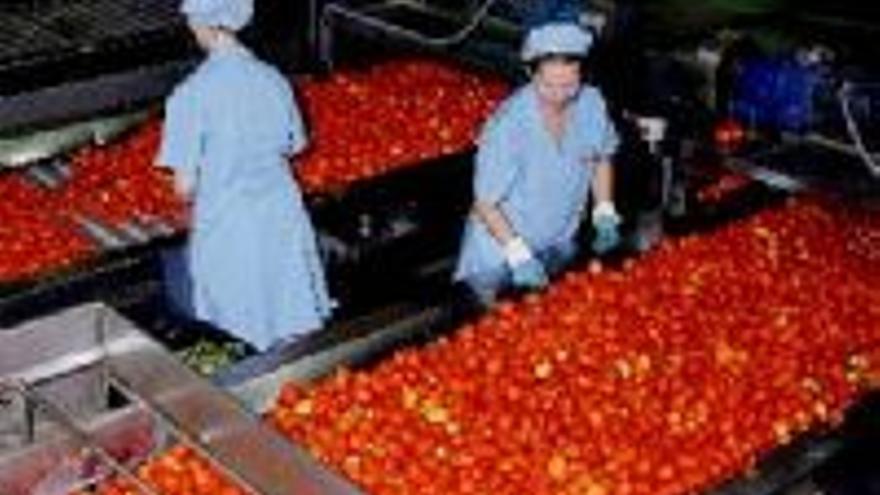 Agricultores de 4 regiones piden una solución a la crisis del tomate