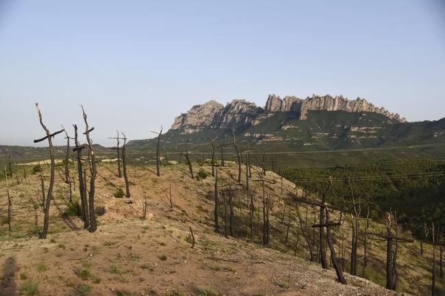 El bosc de les creus d'Òdena