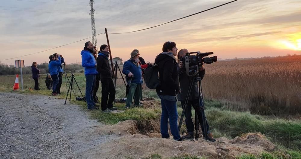 Núvols d'estornells a l'Empordà