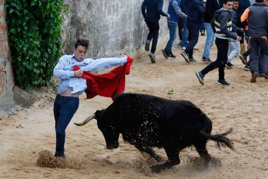 Encierros en Morales del Vino