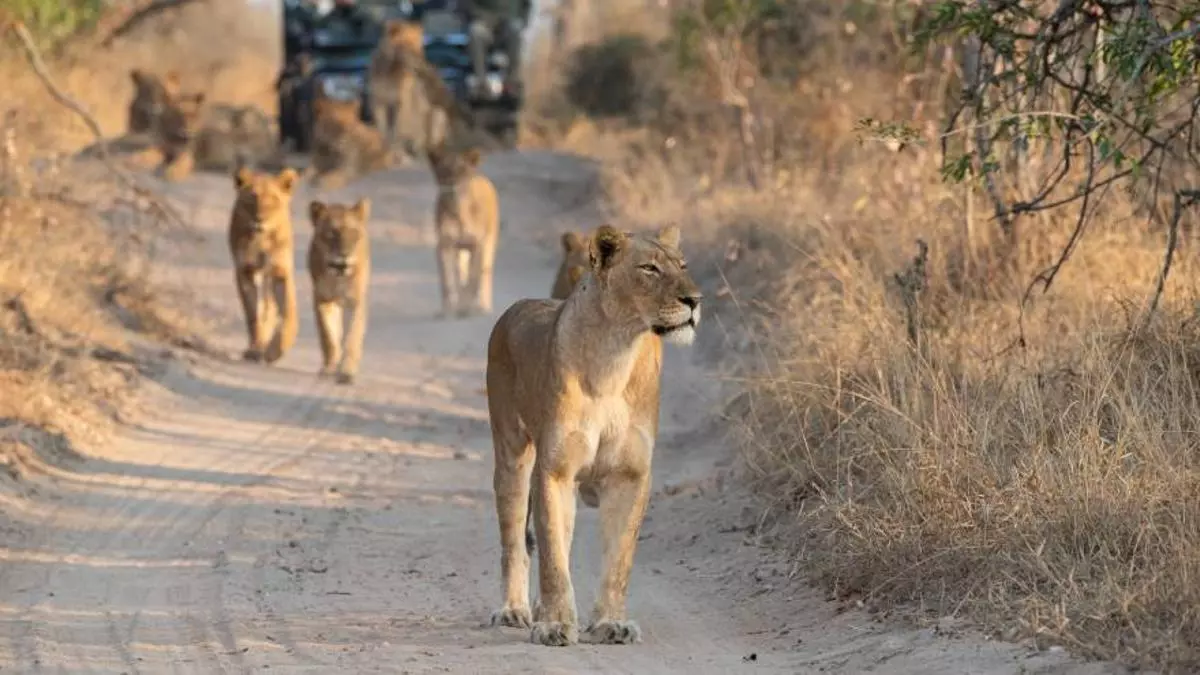 Descubre los ‘big seven’ de África en la próxima Expedición VIAJAR