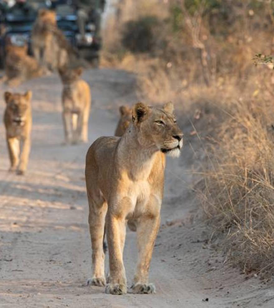 Descubre los ‘big seven’ de África en la próxima Expedición VIAJAR