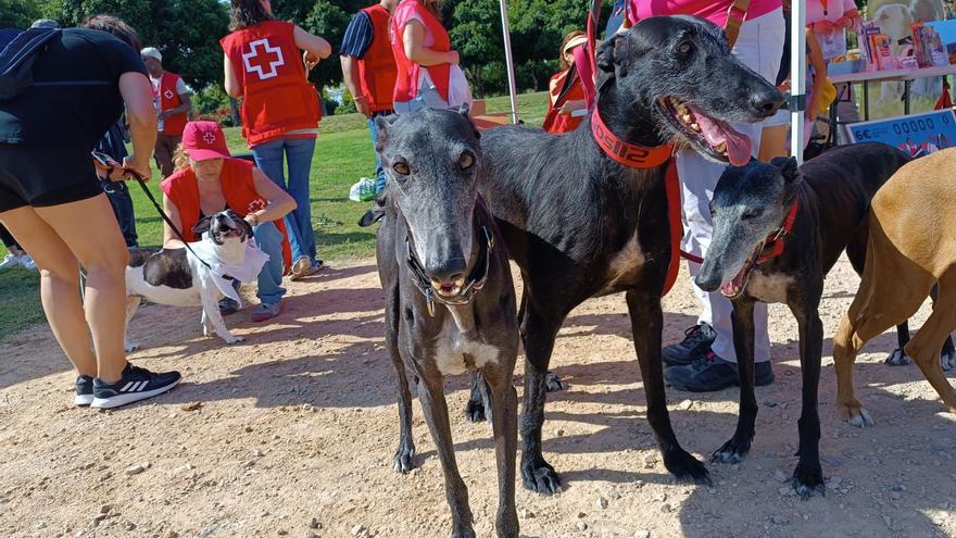 Más de 100 perros en la marcha canina solidaria de la Cruz Roja