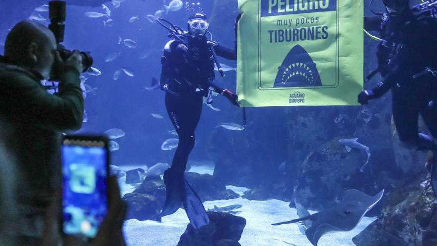 A la izquierda, dos buzos sostienen un panel que alerta de la escasez de tiburones. Arriba, primeros visitantes. Abajo, muestras de mandíbulas de tiburón. |  | PABLO SOLARES