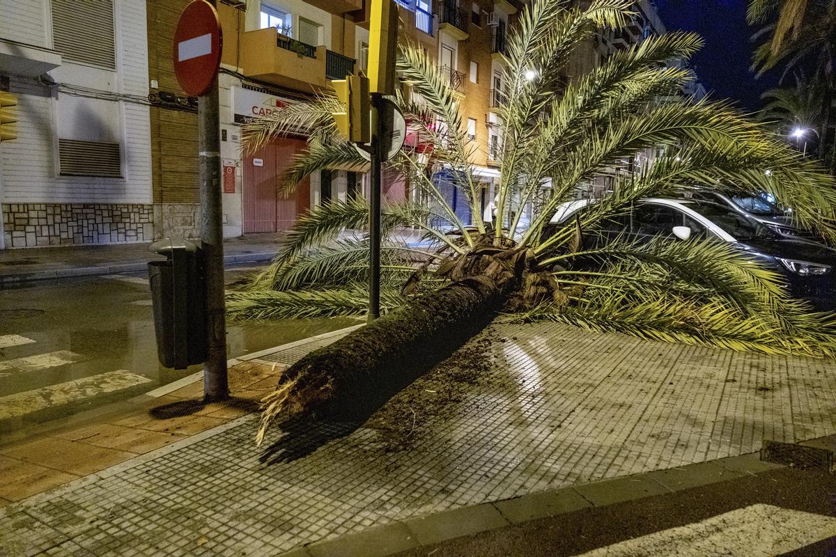 Imagen de los daños provocados por la borrasca Bernard en Andalucía, y que ha arrancado árboles de cuajo a su paso por localidades como Huelva.