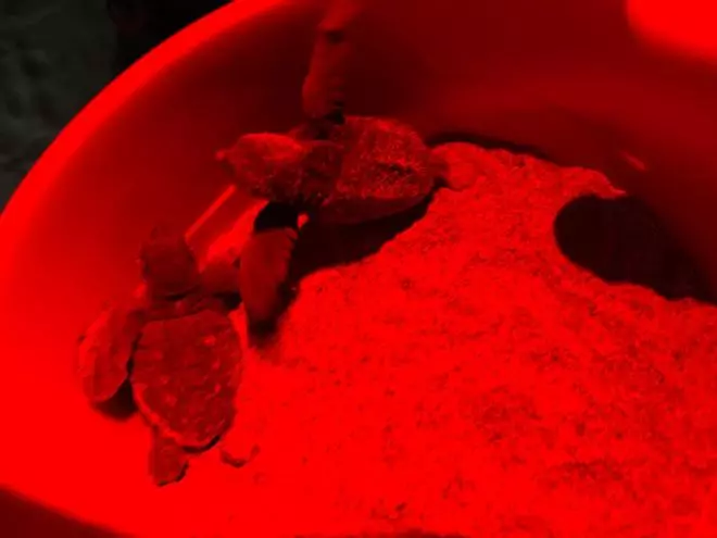 El milagro de la vida en una playa de Dénia: las imágenes del nacimiento de 98 tortugas
