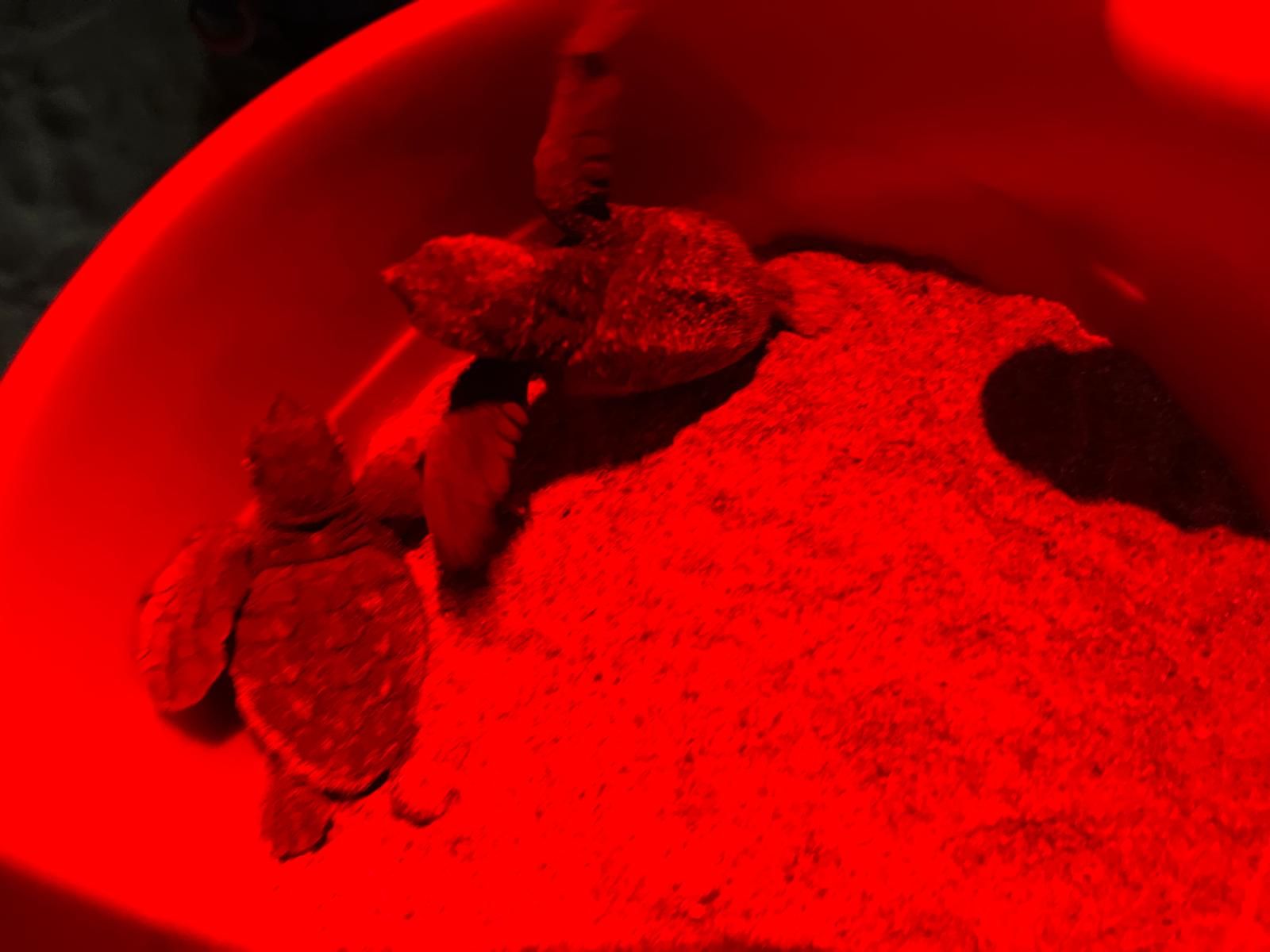 El milagro de la vida en una playa de Dénia: las imágenes del nacimiento de 98 tortugas