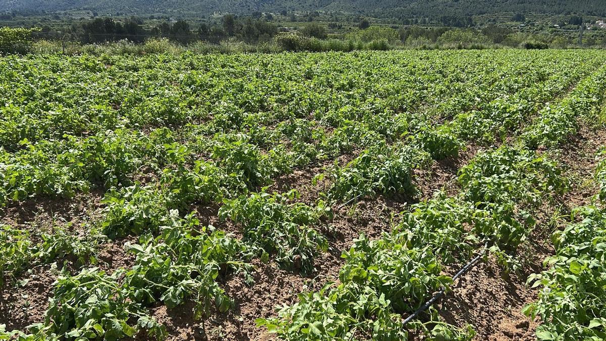 Cultivos afectados por el granizo en la Vall d'Albaida