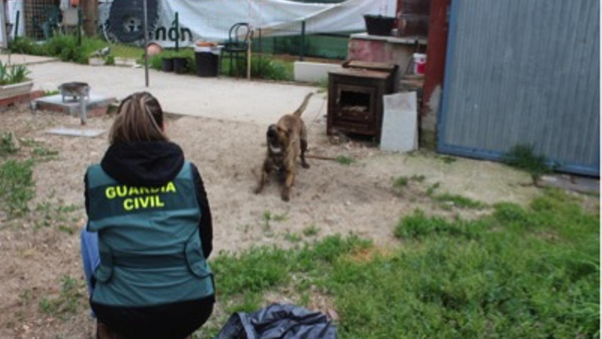 Investigan al propietario de un perro potencialmente peligroso por el ataque a una menor y su perro en Tudela de Duero