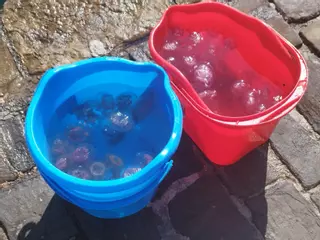 Las medusas han llegado este año antes de lo esperado al Mediterráneo