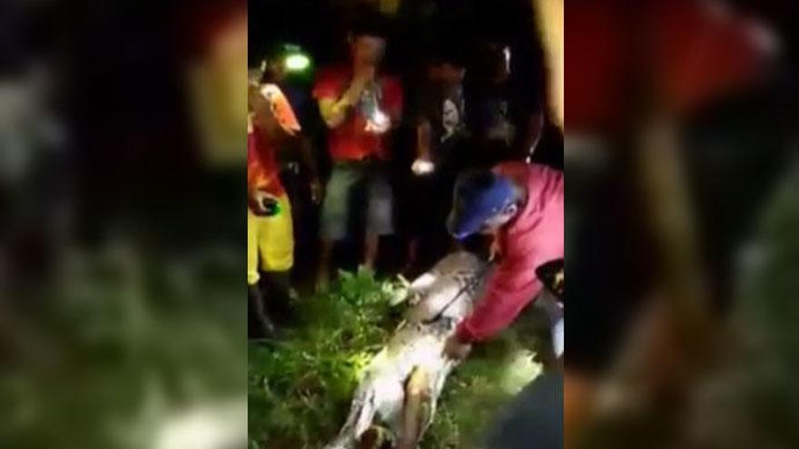 Hallan a un hombre desaparecido en el estómago de una pitón en Indonesia