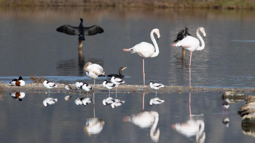 Cae el número de aves acuáticas en las zonas húmedas de Mallorca