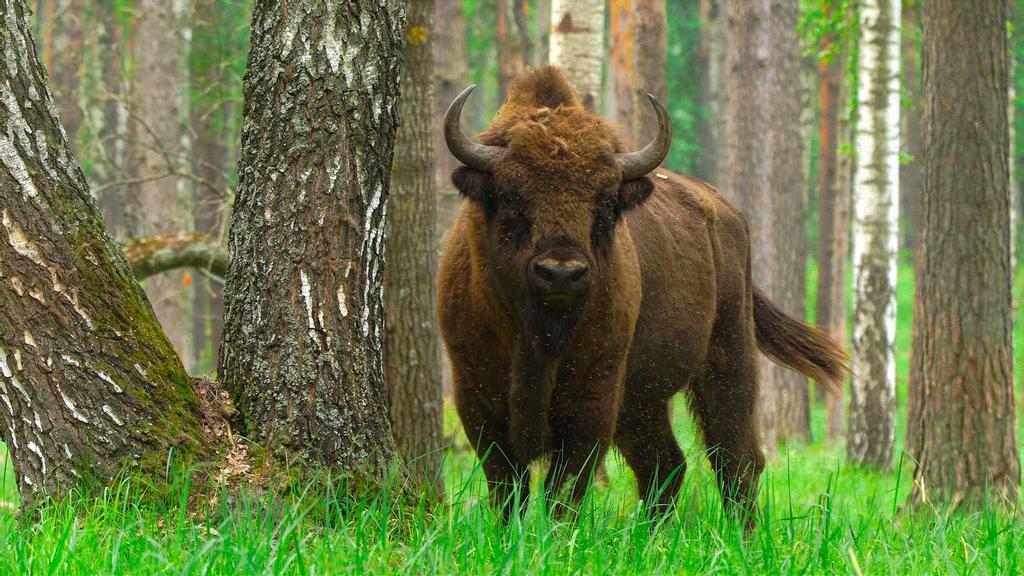 Bison bonasus