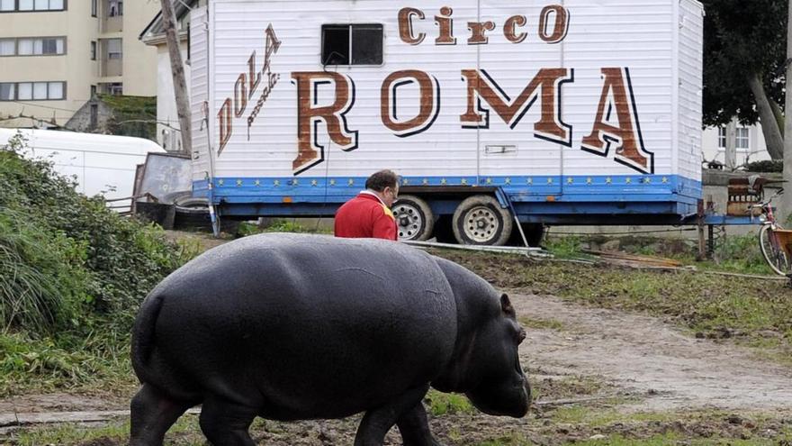 Así es la nueva ley que protege a los animales en Galicia