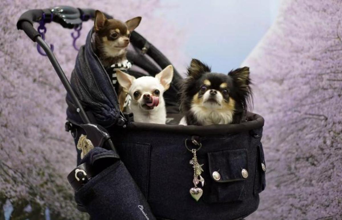 Chihuahues asseguts en un carretó