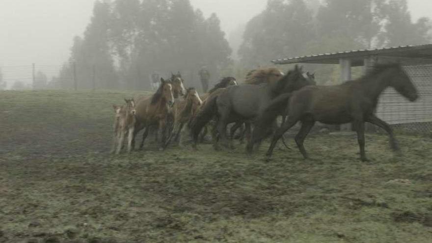 Suelta de los caballos gallegos de monte, el pasado lunes. // DUVI