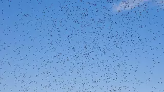 Sorpresa entre los científicos por una llegada masiva de insectos a Europa