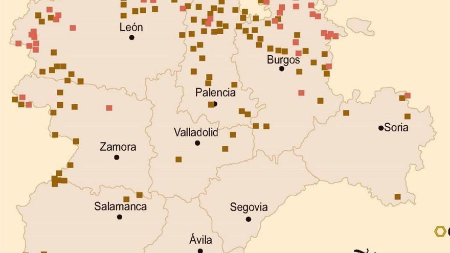 La avispa asiática sigue ganando terreno en la meseta de Zamora