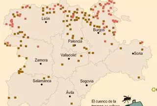 La avispa asiática sigue ganando terreno en la meseta de Zamora