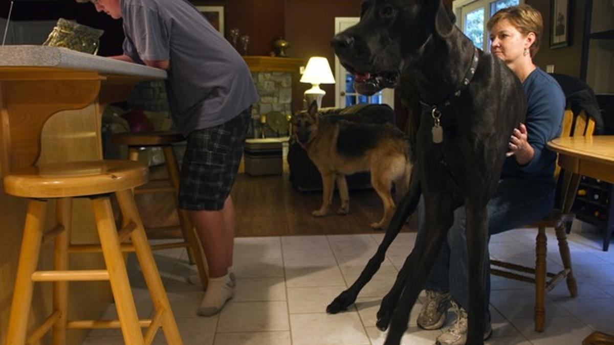 El dogo alemán gigante Zeus, récord Guinnes, en su casa de Michigan.