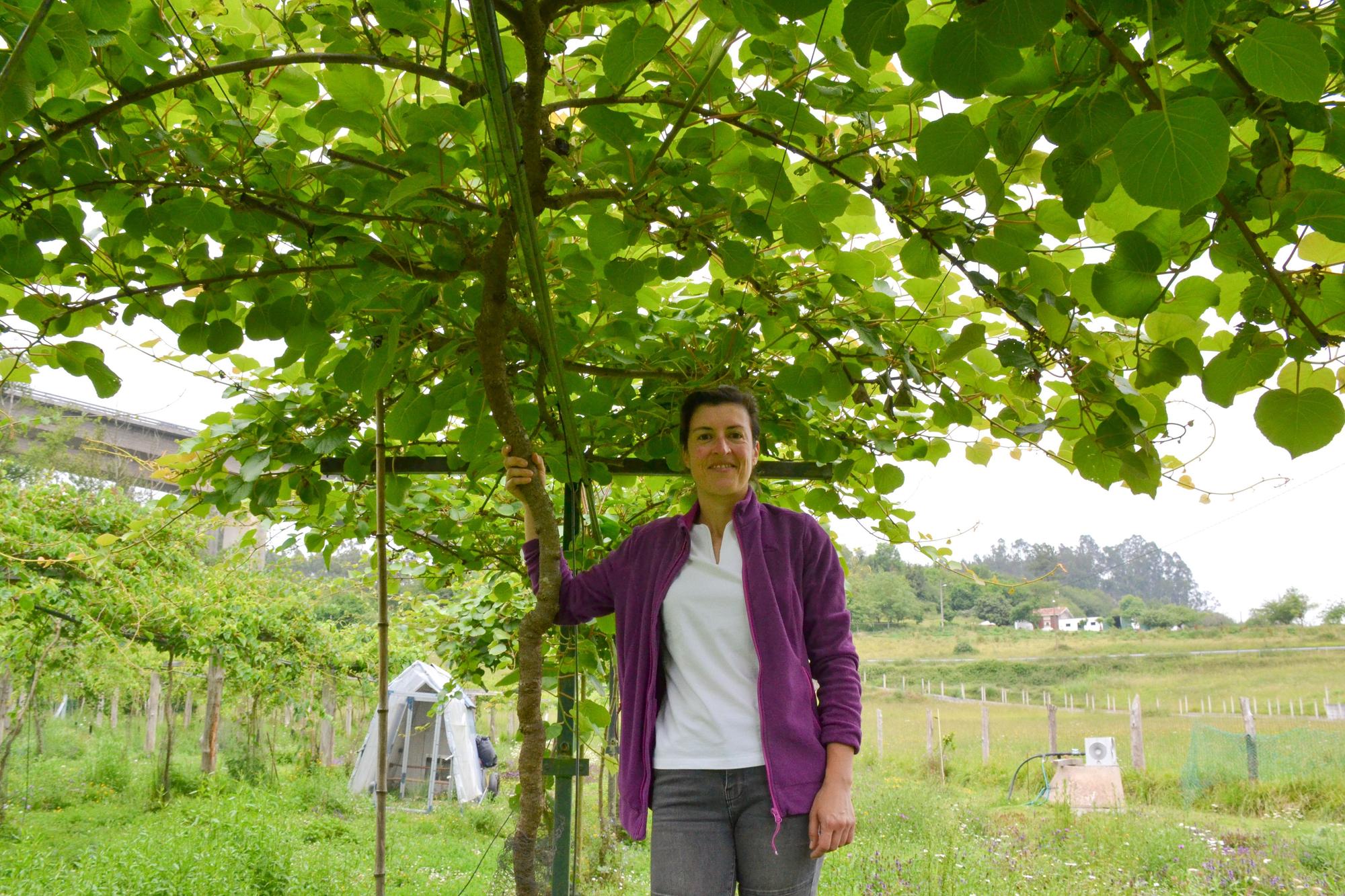 Cristina Secades a a sombra de su plantación de minikiwis.