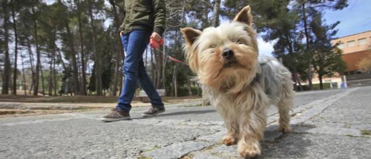 El Ayuntamiento de Alcoy habilitará zonas para perros en tres parques públicos