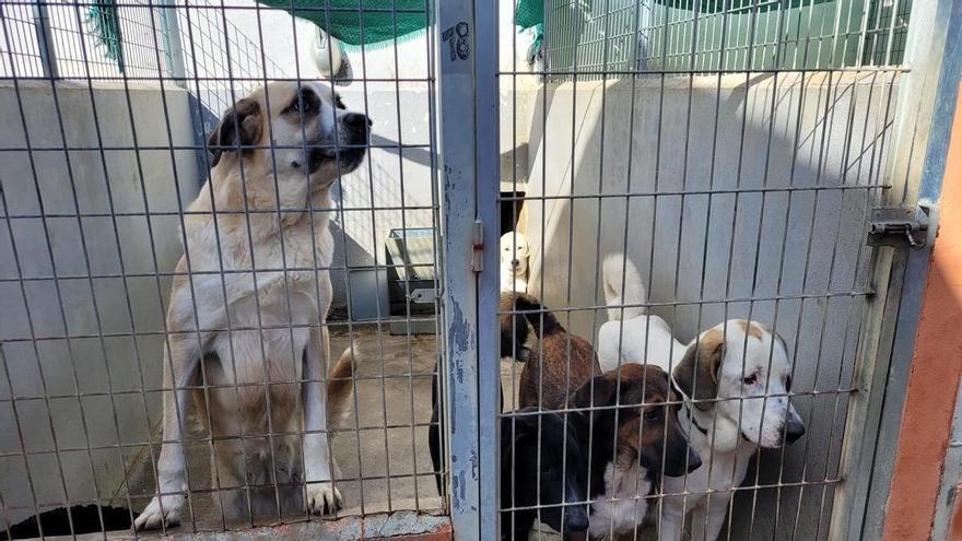 Los abandonos de perros suben una media de 4 o 5 a la semana en Cáceres con la Ley de Bienestar Animal