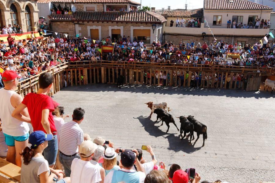 Fiestas en Zamora: Último encierro en Fermoselle